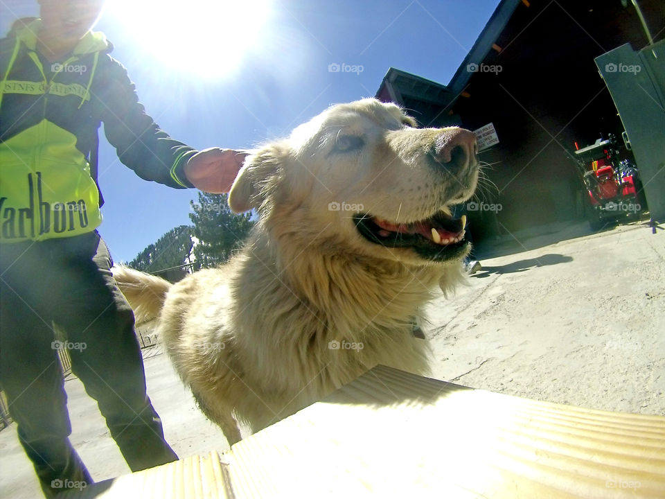 smiling dog golden retriever