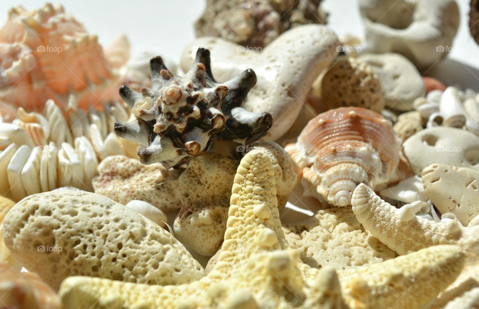 Seashell, Shell, Food, No Person, Desktop