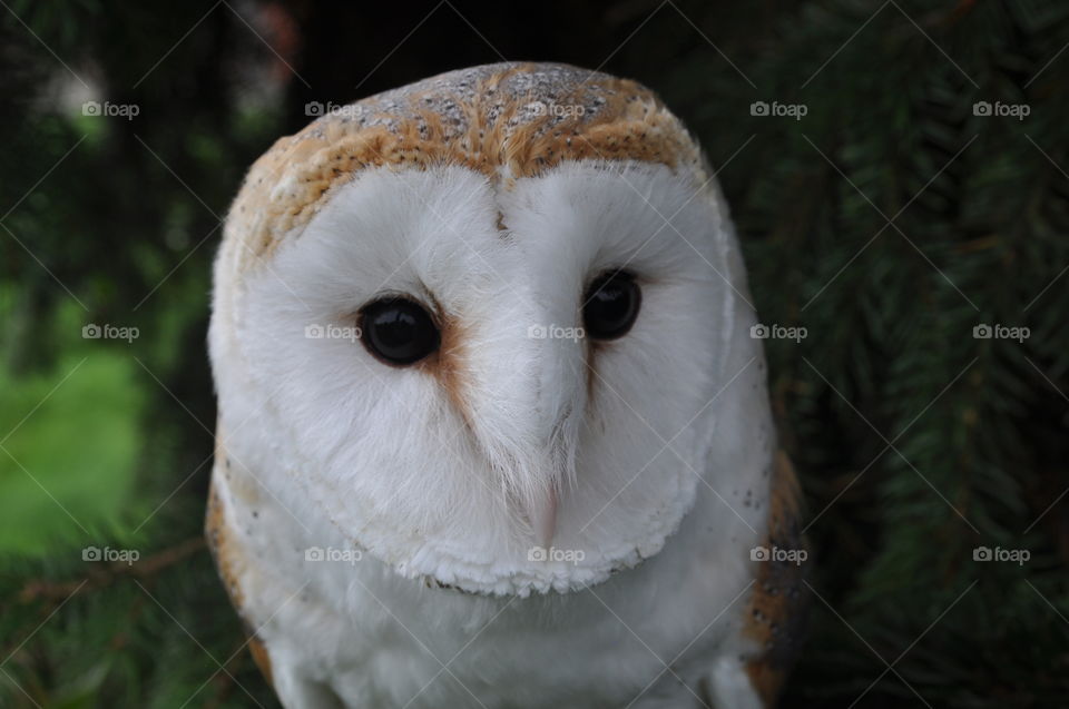 Barn owl close up