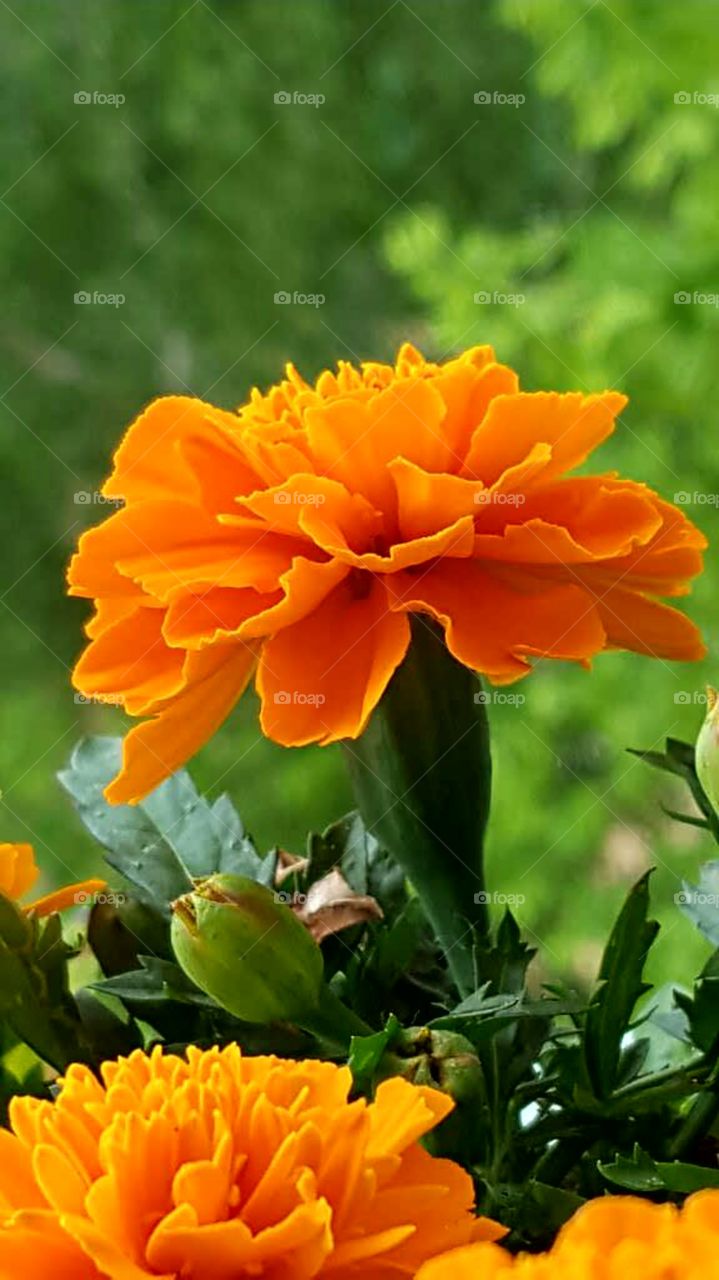 Orange Blume