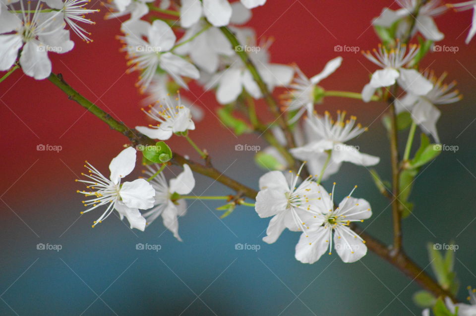 flowers in macro