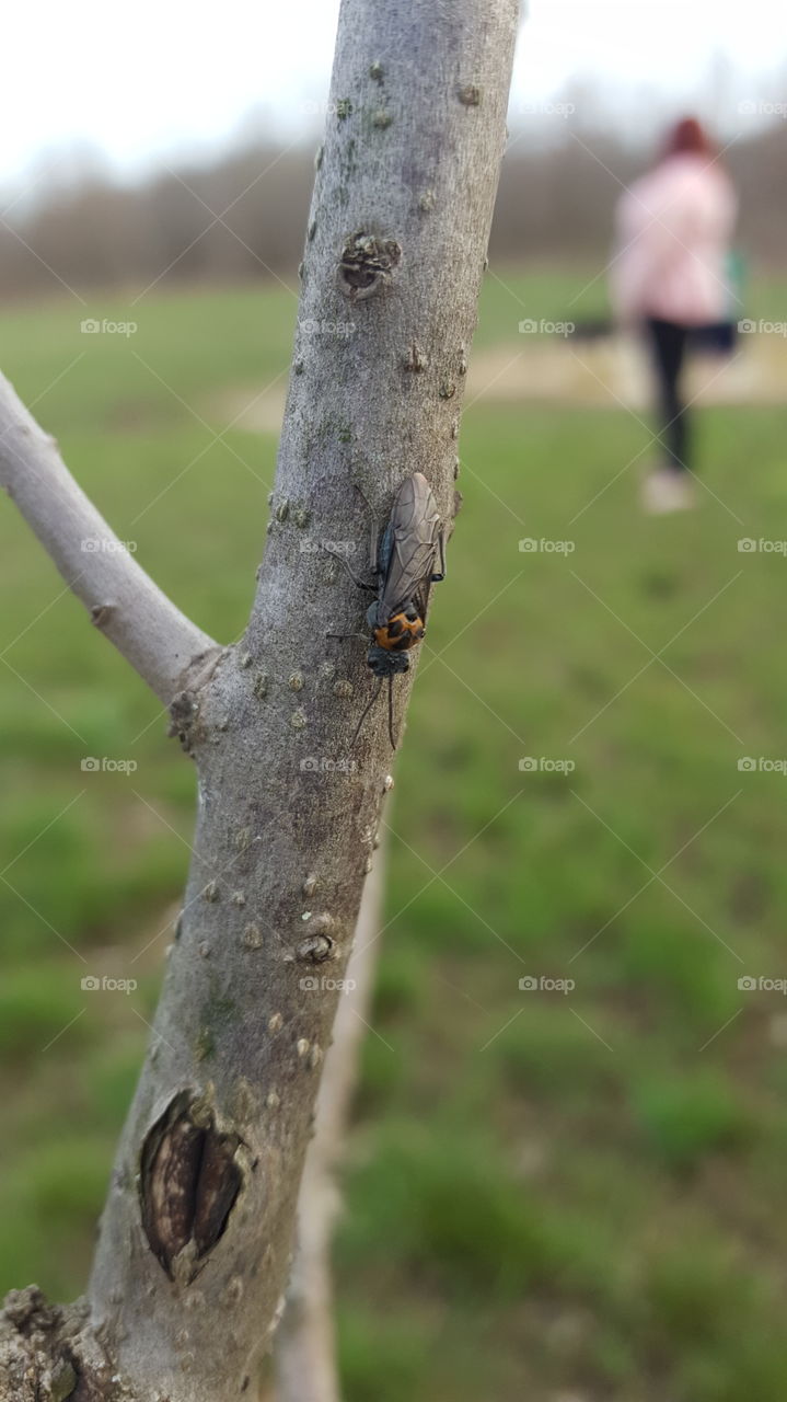 strange bug on my tree