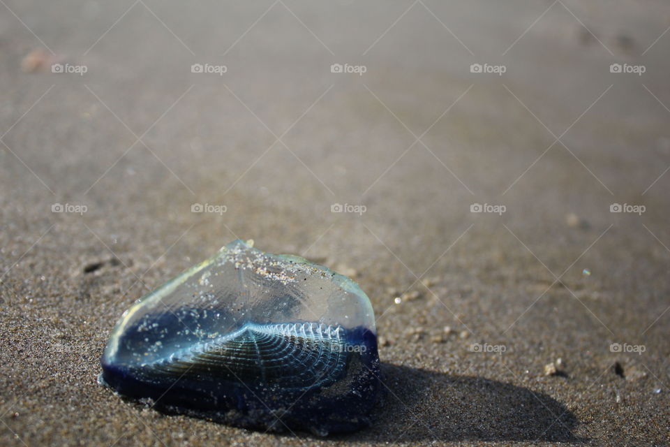 Velella velella