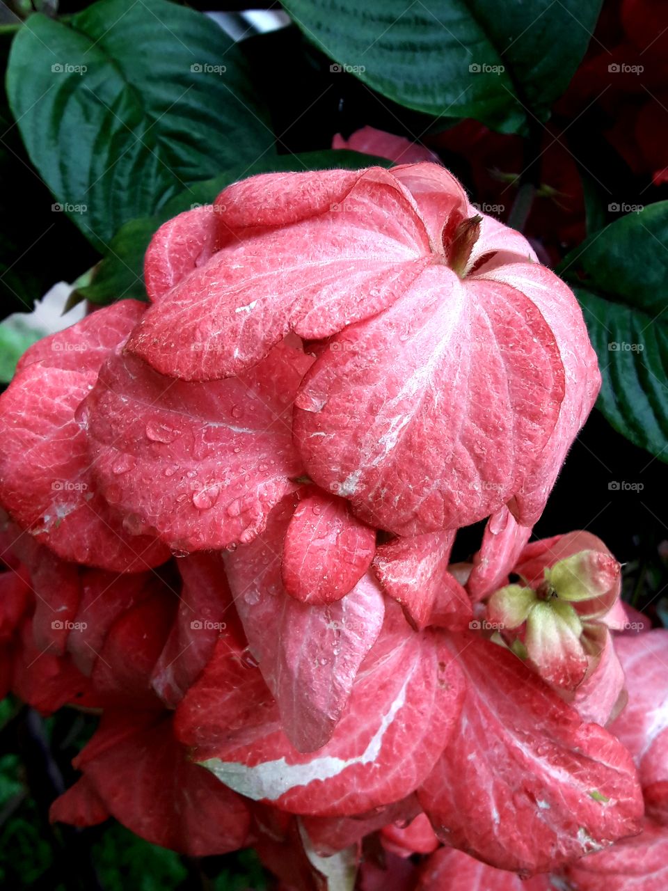 Beautiful pink colores blooming flower rain water drops on its.