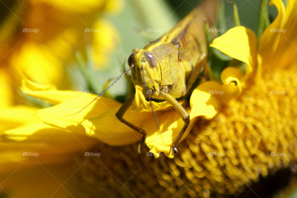 Taking picture of a grasshopper at a small yard near to my dorm.