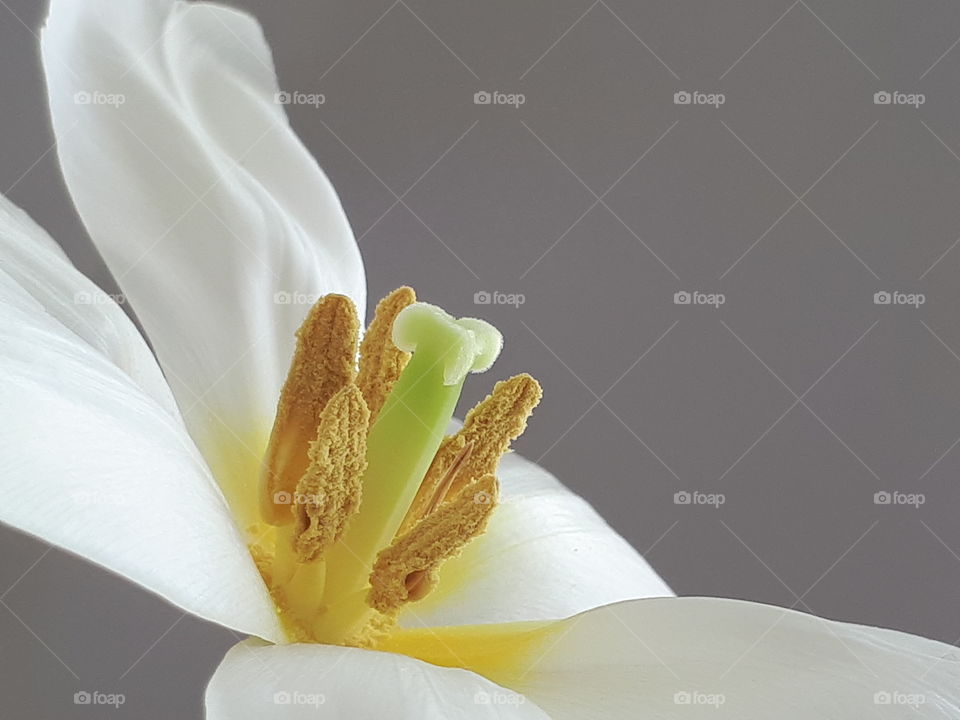 Macroaufnahme einer Tulpe mit hellem Hintergrund