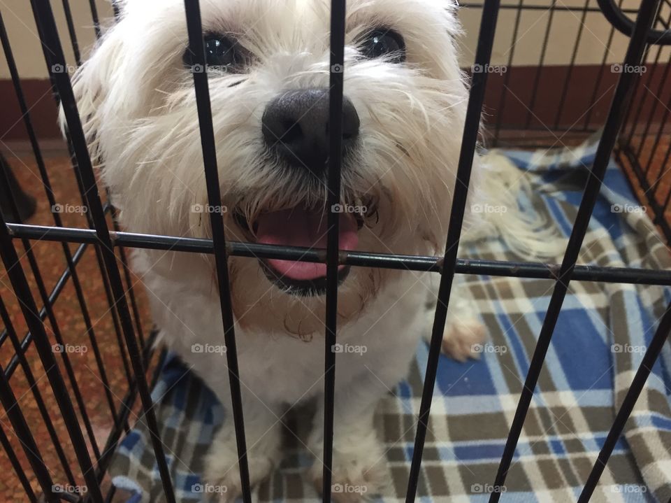 Cute little scruffy dog in a wire crate waiting to be adopted by a family 