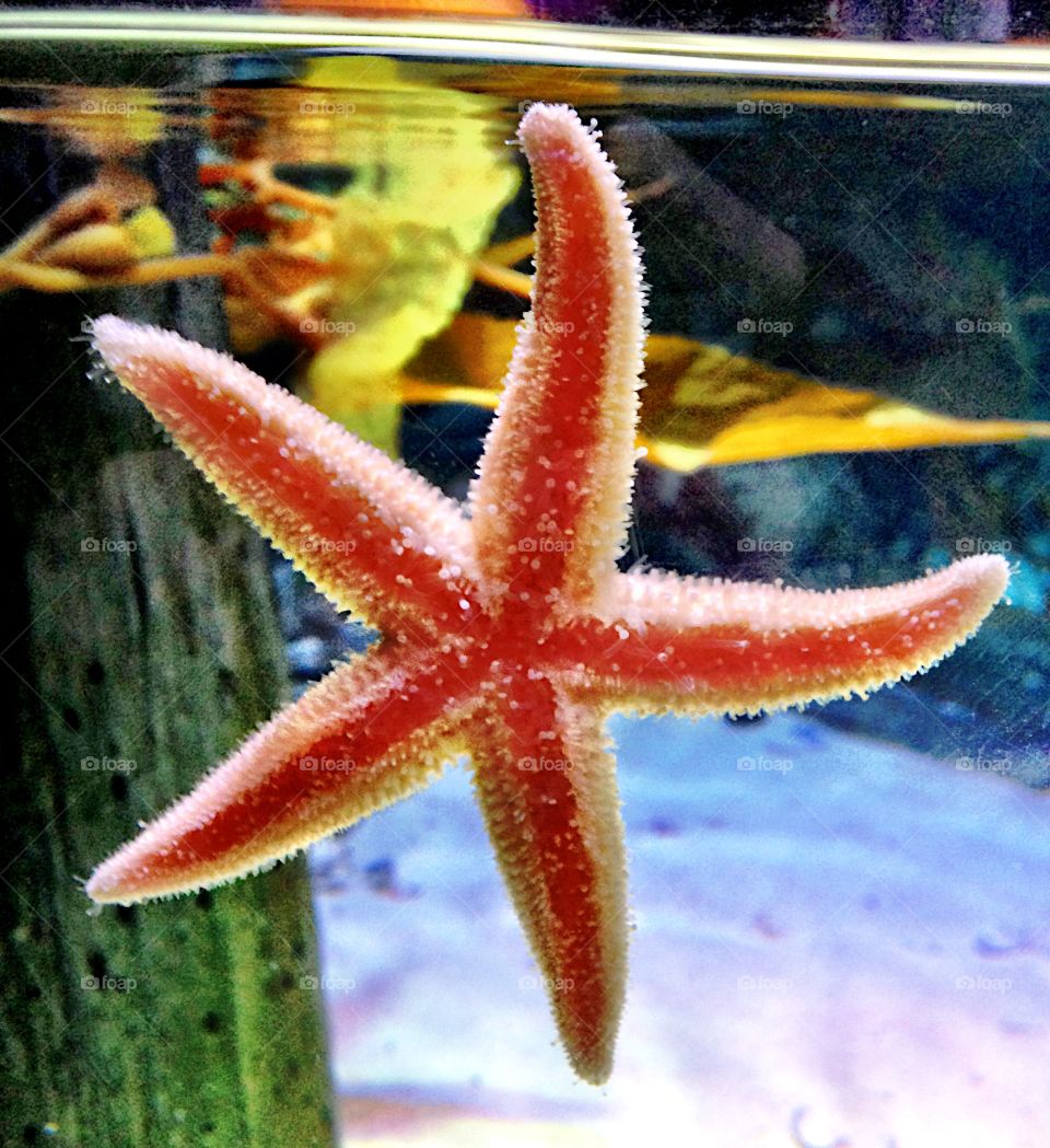 Close-up of star fish