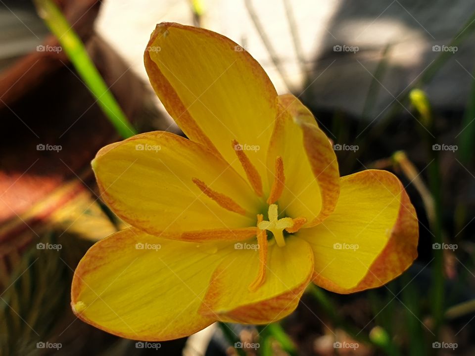 the beautiful flowers