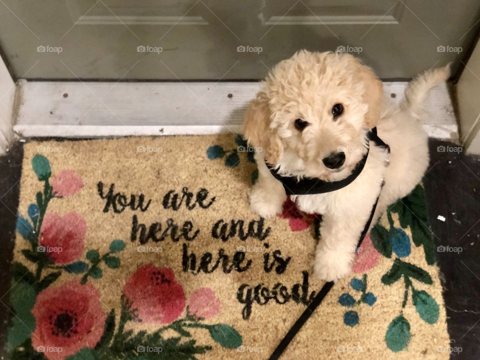 Cute puppy, inspirational doormat 