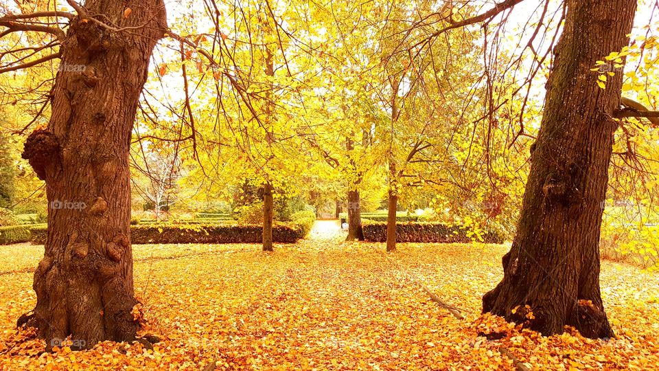 Autumn in the park.