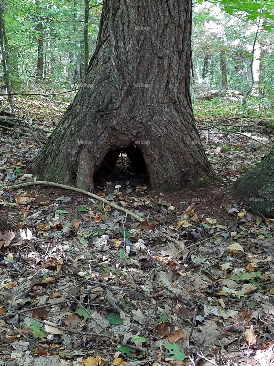 unique hole in tree