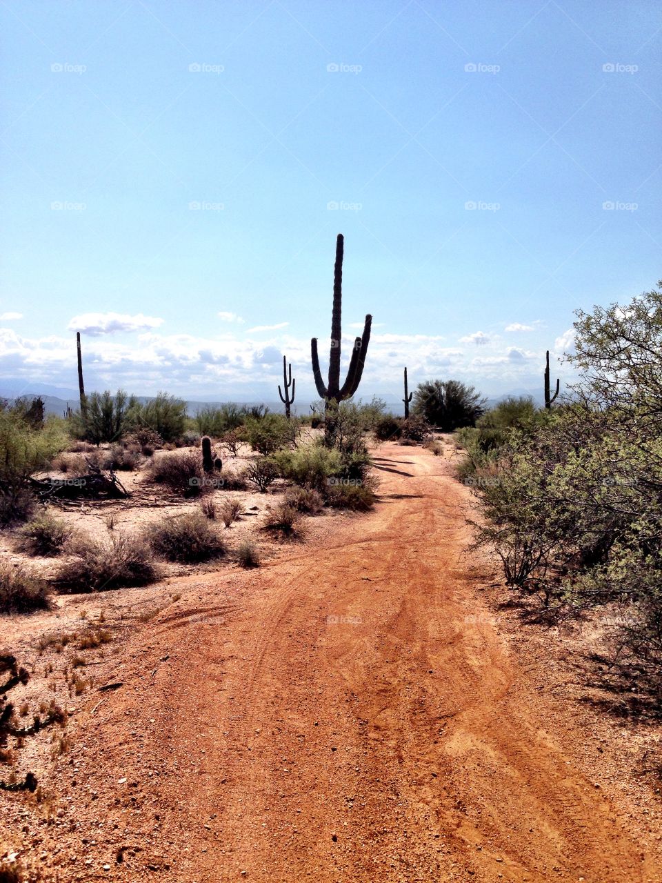 Desert tree 