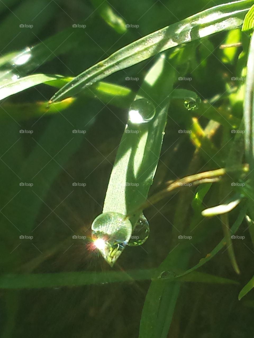Dew Drop Grass Blade