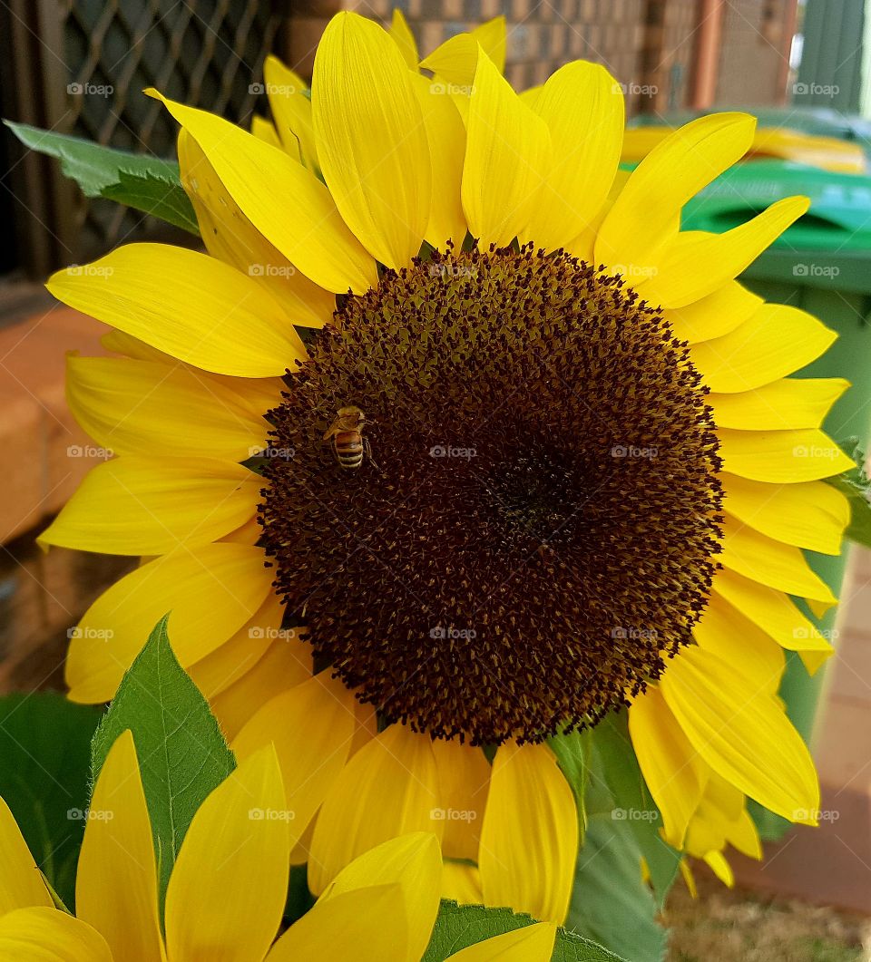 The Big Dinner Plate