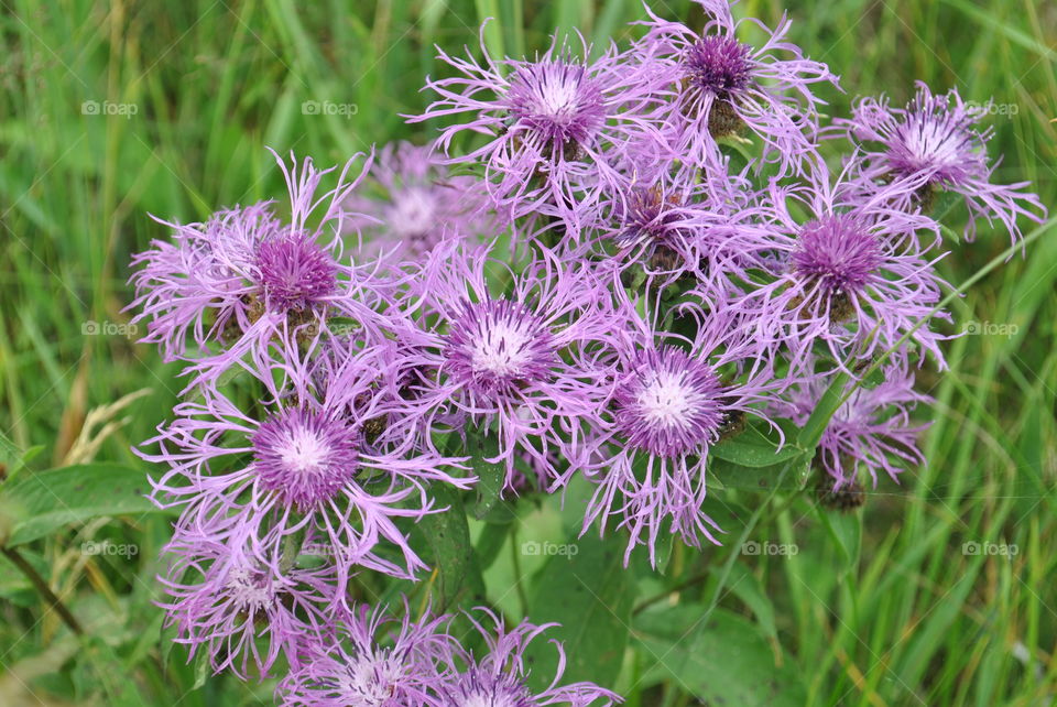 Flowers of a Thistle