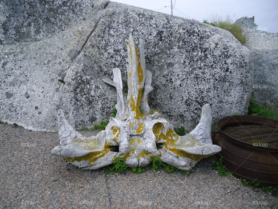 A grey weathered whalebone in shape of anchor leaning against a grey rock in stormy weather in Nova Scotia, canada