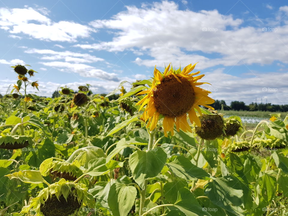 Sunflower field