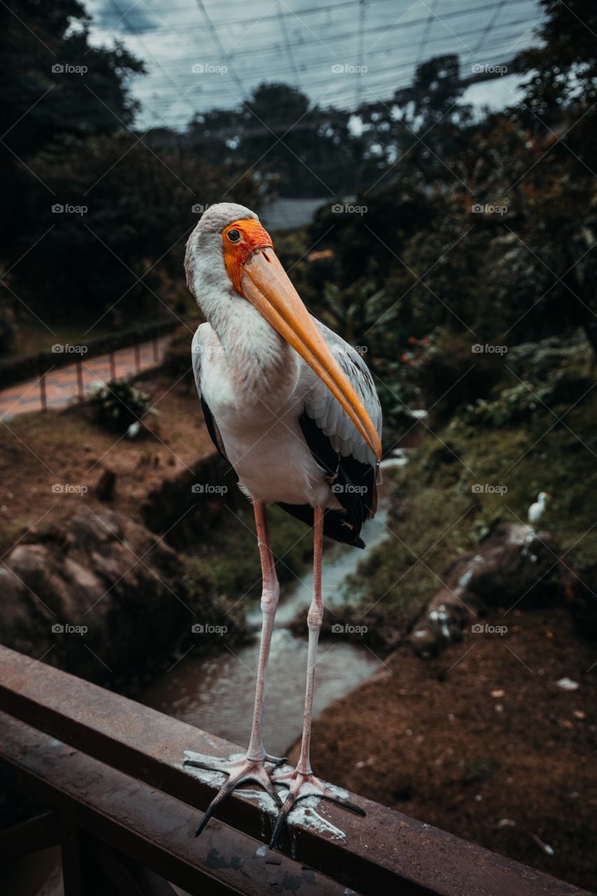 serious stork. Birds in Malaysia 
