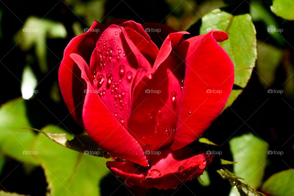 Texture, flower, red