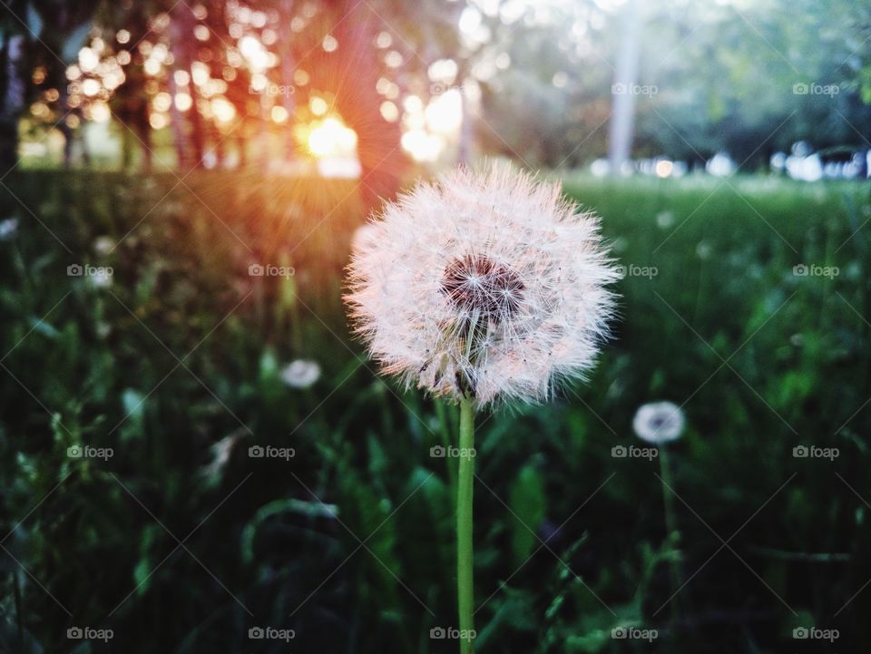 Dandelion in rays of the sunsets