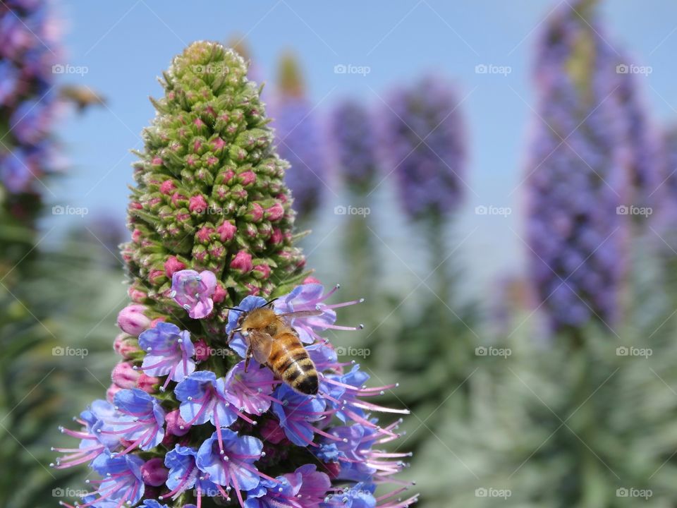 Bee Pollinating A Purple Flower