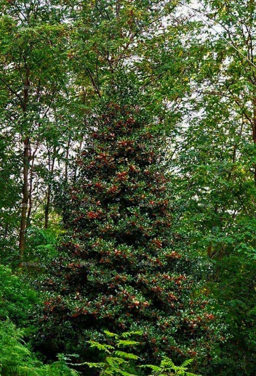 A real natural tree in the middle of the forest