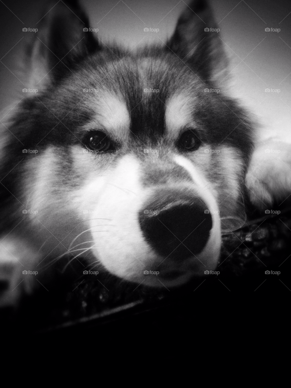 dog black and white looking curious by trist9