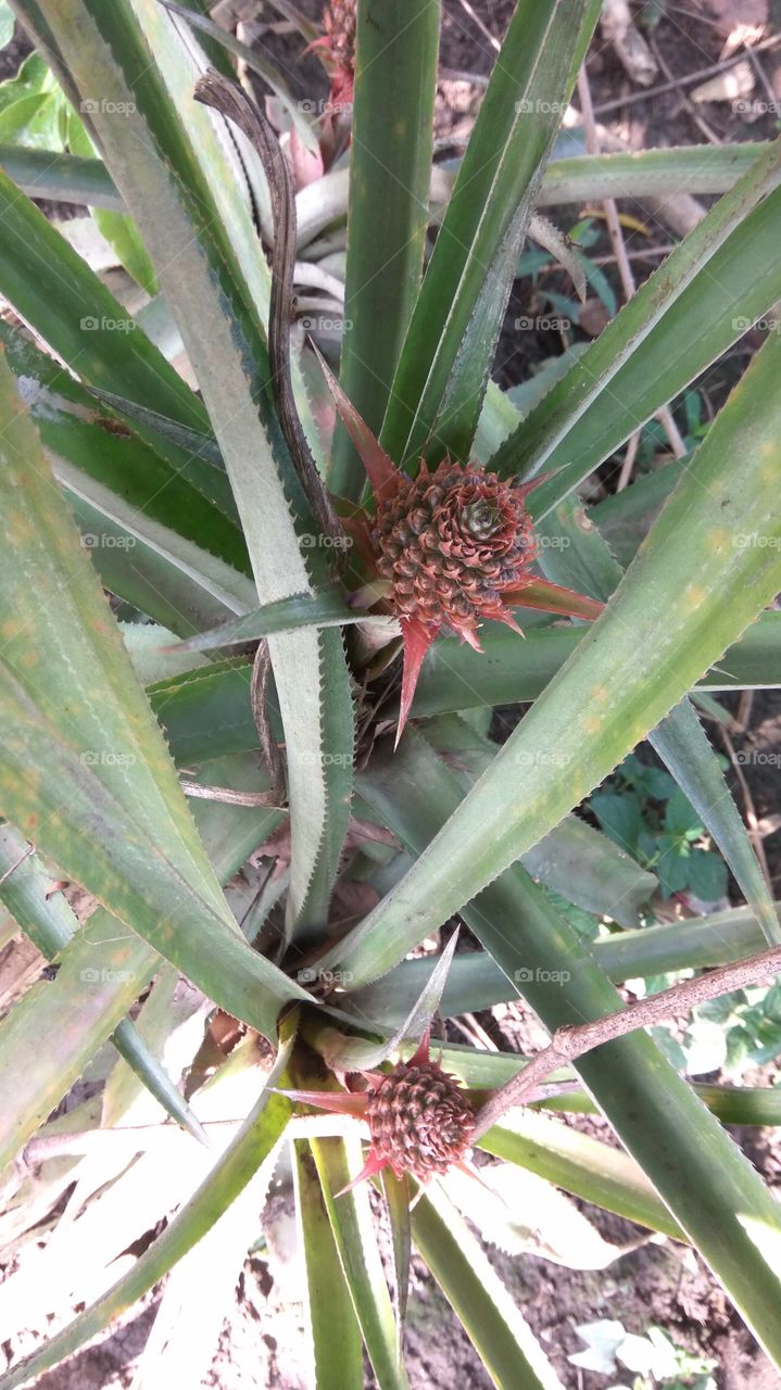 flowering of pineaple