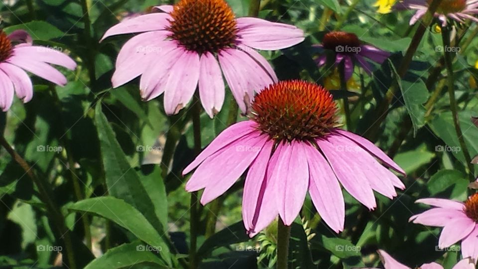 Purple Coneflowers