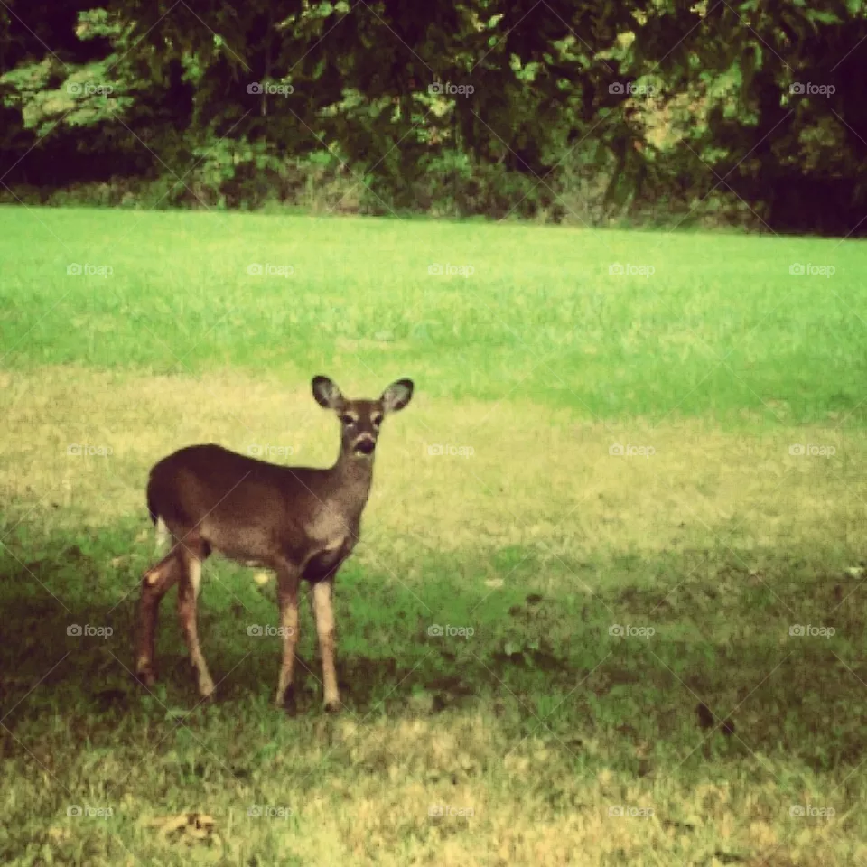 Deer 