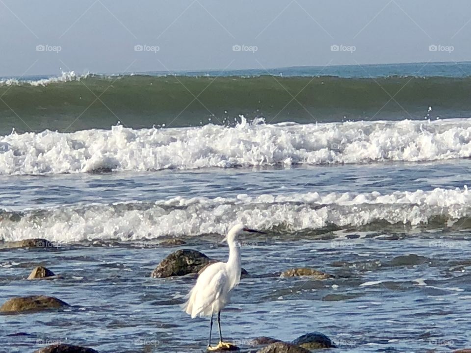Egret in the Waves , Gorgeous 