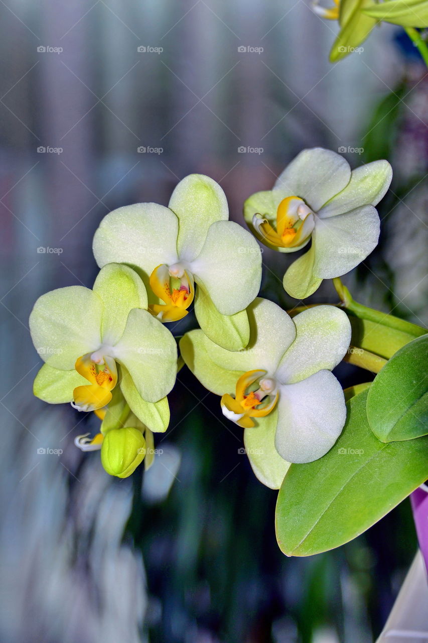 orchid flowers