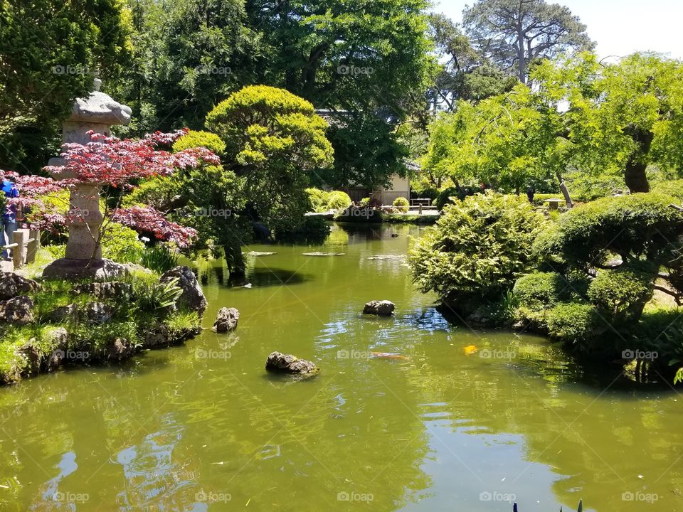 Japanese Garden @ Golden Gate Park