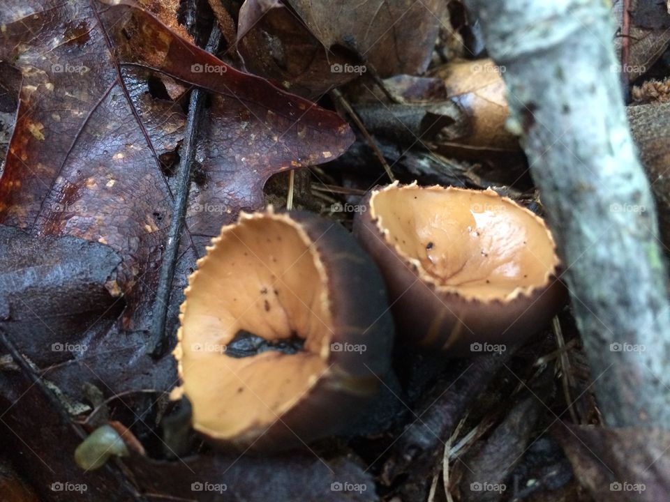 Cup fungus 