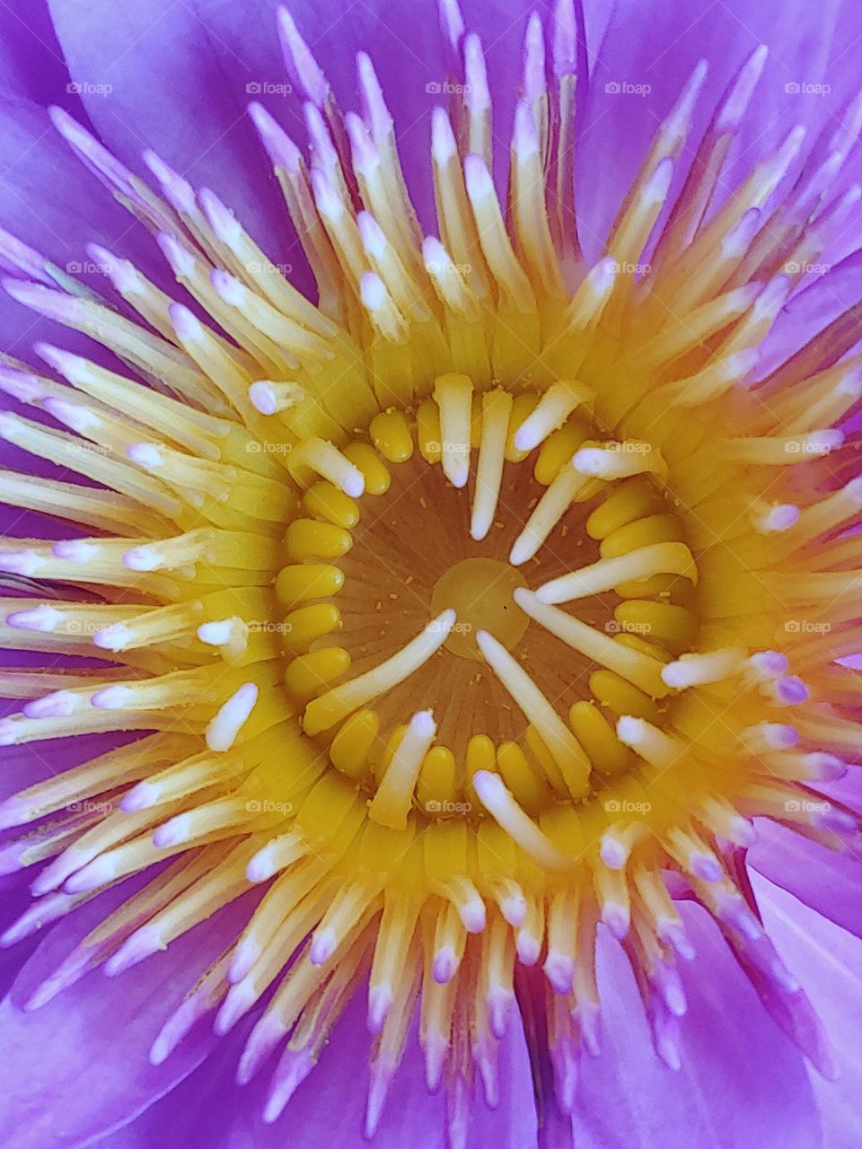 lotus flowers captured