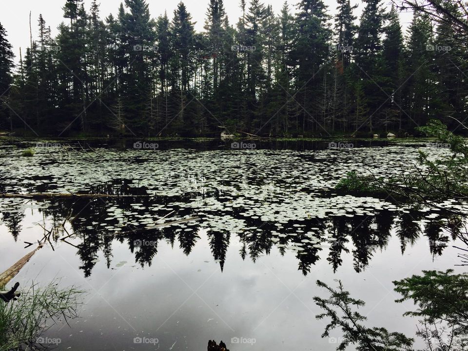 Serene scene of pine trees reflecting off a calm pond covered in lily pads.