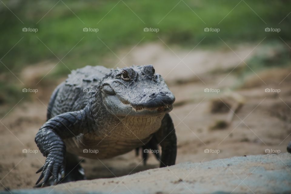 Alligator 