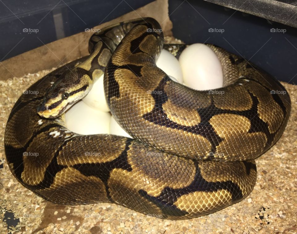 Python eggs