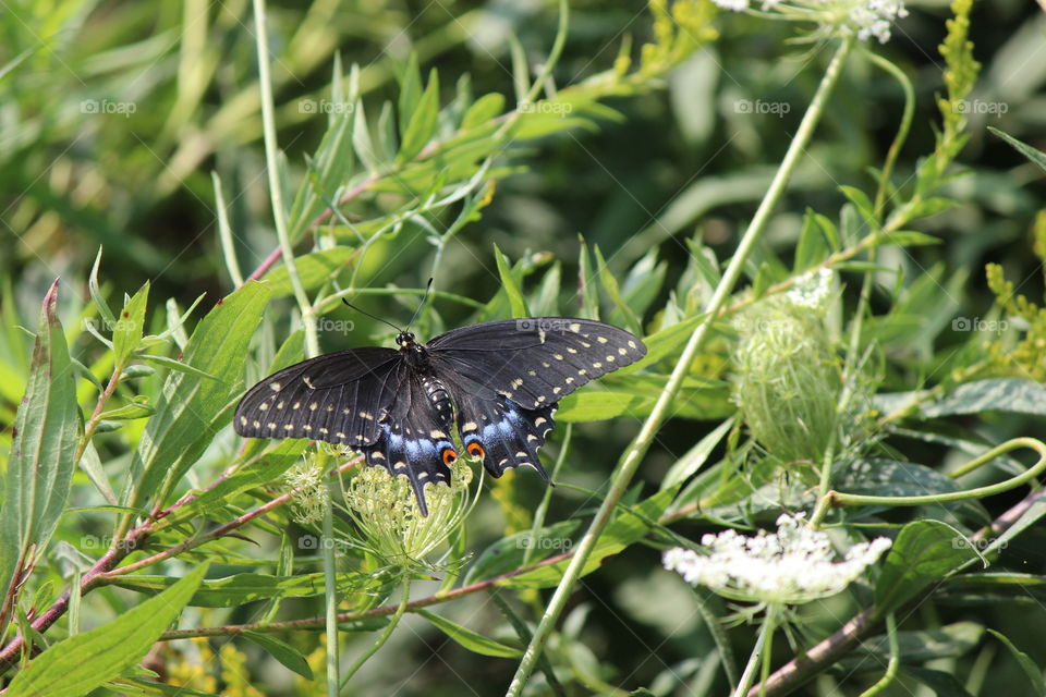 Eastern black swallowtail on the queen Ann's lace wildflowers