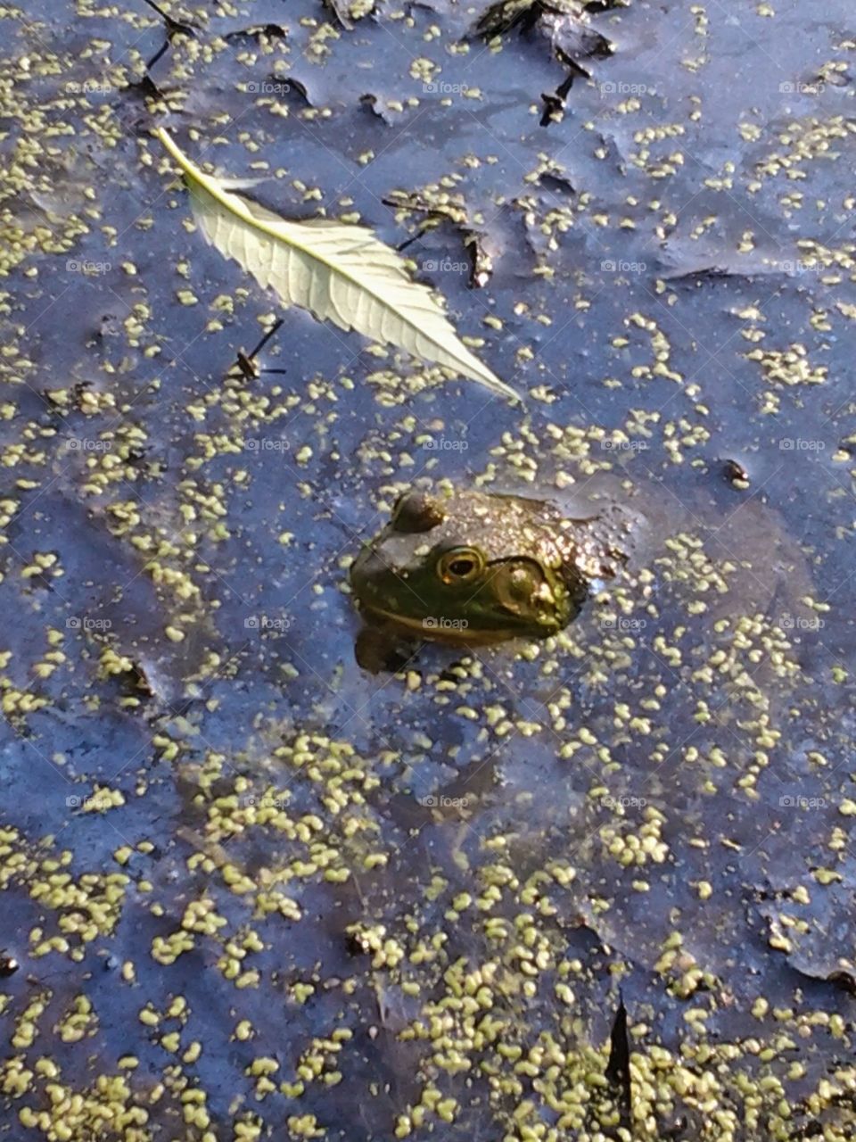 Bull frog . playing at a park with a small pond, we decided to go see the pond and this little guy had his head popped up