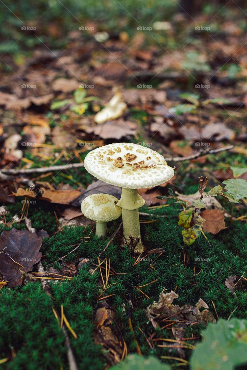 two mushrooms in the forest