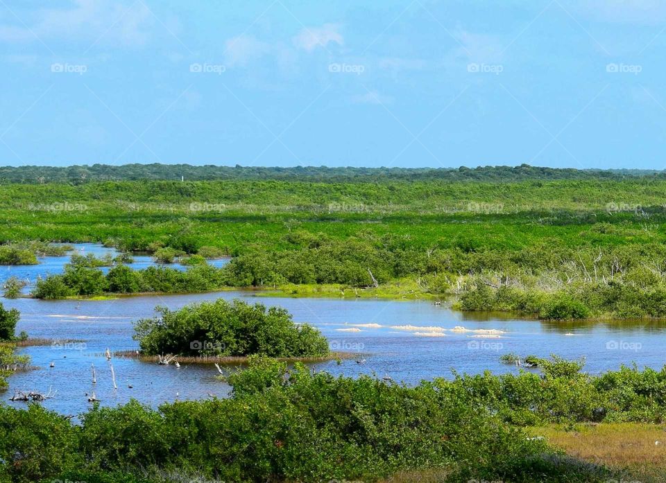 marshland in mexico