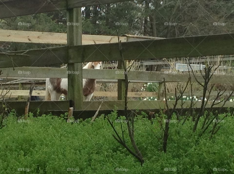 A white and brown horse grazing at the farm.