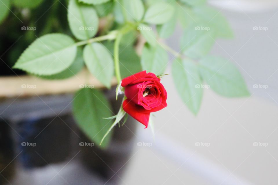 Gorgeous small red rose against blurred leafy background makes for stunning photo! 