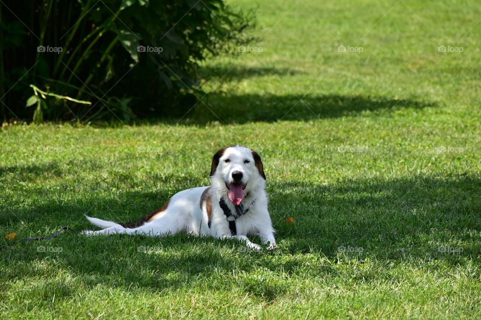 Dog resting in shade on hot summer day 