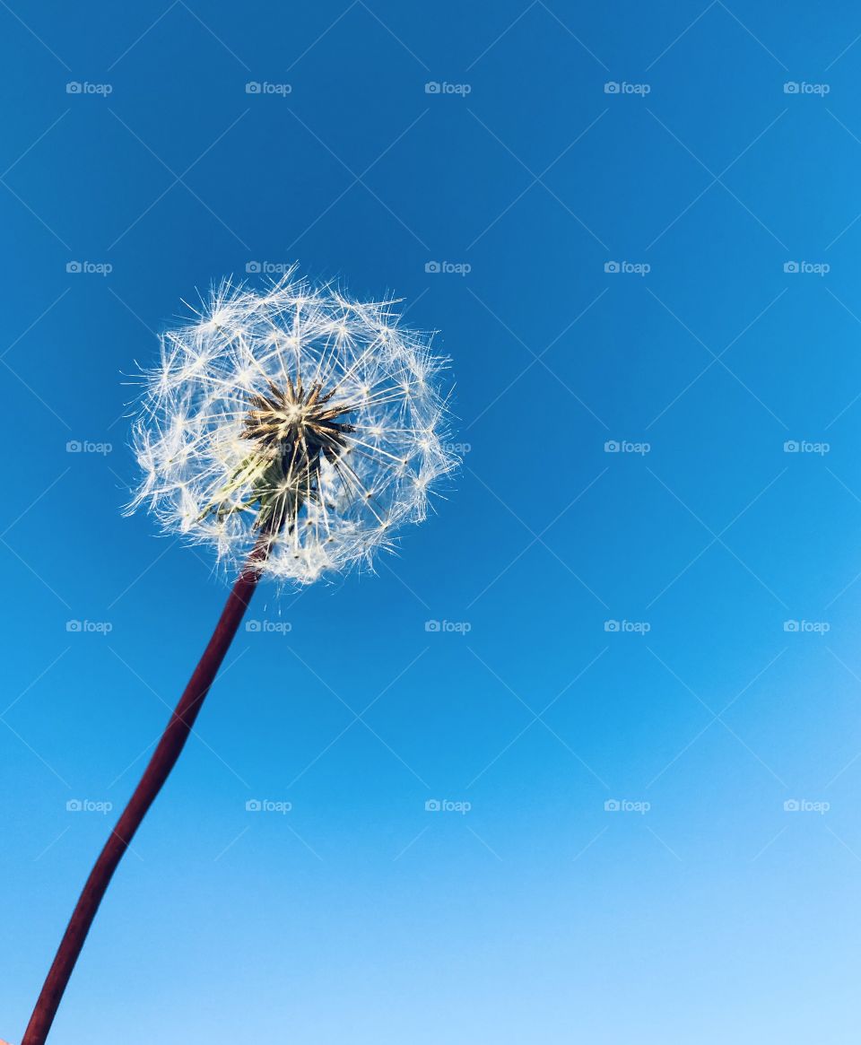 Beautiful white dandelion against a blue sky