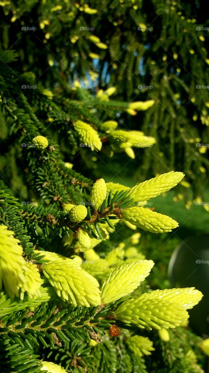 green buds