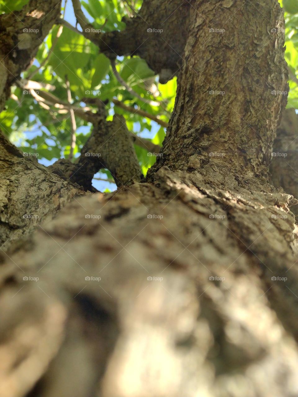 Closeup of a beautiful tree trunk with rough bark on a lovely, bright, spring day
