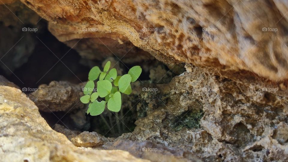 Plant on a rock